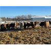 Image 2 : KS Cattle Corp./G+ Farms Ltd. - 800# Weaned Heifers - 70 Head (Spiritwood, SK)