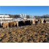 Image 3 : KS Cattle Corp./G+ Farms Ltd. - 800# Weaned Heifers - 70 Head (Spiritwood, SK)