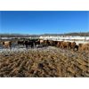 Image 4 : KS Cattle Corp./G+ Farms Ltd. - 800# Weaned Heifers - 70 Head (Spiritwood, SK)