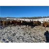 Image 5 : KS Cattle Corp./G+ Farms Ltd. - 800# Weaned Heifers - 70 Head (Spiritwood, SK)