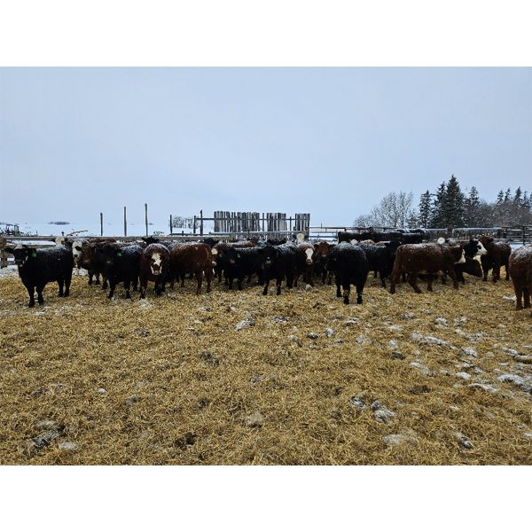 Chris Bartel - 900# Yearling Heifers - 62 Head (Meeting Creek, AB)