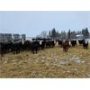 Image 2 : Chris Bartel - 900# Yearling Heifers - 62 Head (Meeting Creek, AB)
