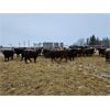 Image 3 : Chris Bartel - 900# Yearling Heifers - 62 Head (Meeting Creek, AB)