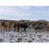 Image 10 : Grassy Flat Ranch Ltd. - 860# Weaned Heifers - 130 Head (Dewberry, AB)
