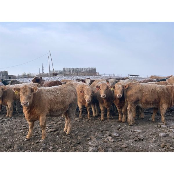 Grassy Flat Ranch Ltd. - 860# Weaned Heifers - 130 Head (Dewberry, AB)