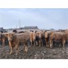 Image 1 : Grassy Flat Ranch Ltd. - 860# Weaned Heifers - 130 Head (Dewberry, AB)
