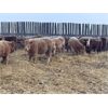 Image 3 : Grassy Flat Ranch Ltd. - 860# Weaned Heifers - 130 Head (Dewberry, AB)