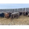 Image 4 : Grassy Flat Ranch Ltd. - 860# Weaned Heifers - 130 Head (Dewberry, AB)