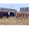 Image 5 : Grassy Flat Ranch Ltd. - 860# Weaned Heifers - 130 Head (Dewberry, AB)