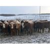 Image 6 : Grassy Flat Ranch Ltd. - 860# Weaned Heifers - 130 Head (Dewberry, AB)