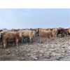 Image 7 : Grassy Flat Ranch Ltd. - 860# Weaned Heifers - 130 Head (Dewberry, AB)