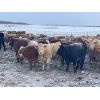 Image 8 : Grassy Flat Ranch Ltd. - 860# Weaned Heifers - 130 Head (Dewberry, AB)