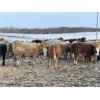 Image 9 : Grassy Flat Ranch Ltd. - 860# Weaned Heifers - 130 Head (Dewberry, AB)