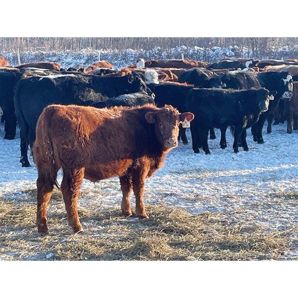 Leon Hougham - 575# Steer Calves - 90 Head (Paradise Hill, SK)