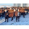Image 3 : Leon Hougham - 575# Steer Calves - 90 Head (Paradise Hill, SK)