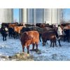 Image 5 : Leon Hougham - 575# Steer Calves - 90 Head (Paradise Hill, SK)