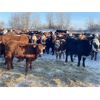 Image 6 : Leon Hougham - 575# Steer Calves - 90 Head (Paradise Hill, SK)