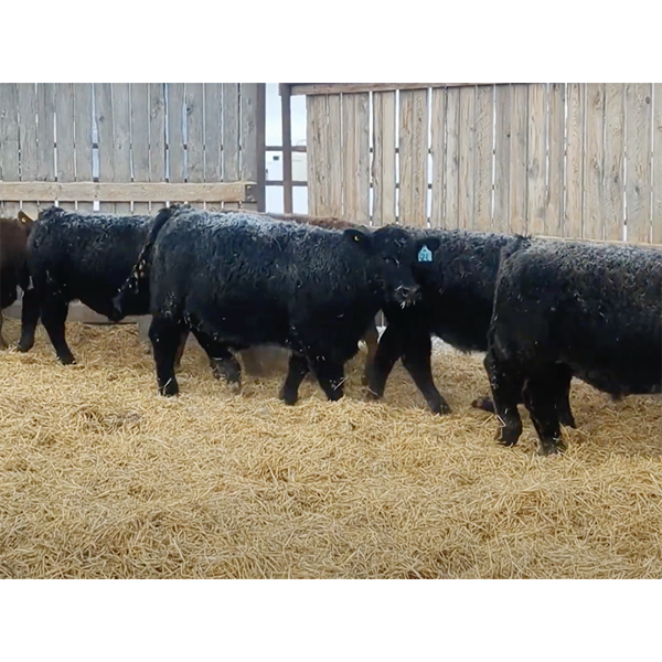 Silver Creek Colony Farming Co. Ltd. - 840# Weaned Steers - 15 Head (New Norway, AB)