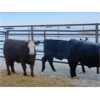 Image 4 : Silver Creek Colony Farming Co. Ltd. - 840# Weaned Steers - 15 Head (New Norway, AB)
