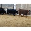 Image 5 : Silver Creek Colony Farming Co. Ltd. - 840# Weaned Steers - 15 Head (New Norway, AB)