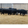 Image 6 : Silver Creek Colony Farming Co. Ltd. - 840# Weaned Steers - 15 Head (New Norway, AB)