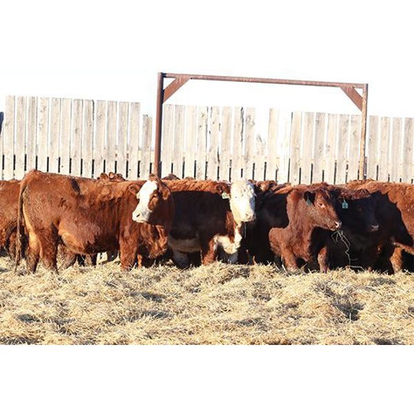 Franken Farms Inc. - 50 Red Simm X Bred Heifers (Glen Ewen, SK)