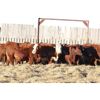 Image 1 : Franken Farms Inc. - 50 Red Simm X Bred Heifers (Glen Ewen, SK)