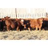 Image 3 : Franken Farms Inc. - 50 Red Simm X Bred Heifers (Glen Ewen, SK)