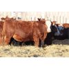 Image 4 : Franken Farms Inc. - 50 Red Simm X Bred Heifers (Glen Ewen, SK)