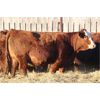Image 5 : Franken Farms Inc. - 50 Red Simm X Bred Heifers (Glen Ewen, SK)