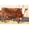 Image 6 : Franken Farms Inc. - 50 Red Simm X Bred Heifers (Glen Ewen, SK)