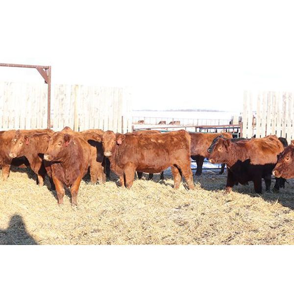 Franken Farms Inc./Thijs Van De Langemheen - 42 Simm X Bred Heifers (Glen Ewen, SK)