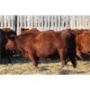 Image 3 : Franken Farms Inc./Thijs Van De Langemheen - 42 Simm X Bred Heifers (Glen Ewen, SK)