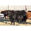 Image 4 : Franken Farms Inc./Thijs Van De Langemheen - 42 Simm X Bred Heifers (Glen Ewen, SK)