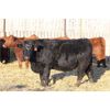 Image 5 : Franken Farms Inc./Thijs Van De Langemheen - 42 Simm X Bred Heifers (Glen Ewen, SK)