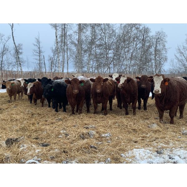 Chris Bartel - 950# Yearling Heifers - 65 Head (Fort Vermilion, AB)