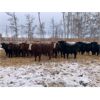 Image 2 : Chris Bartel - 950# Yearling Heifers - 65 Head (Fort Vermilion, AB)