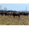 Image 3 : Chris Bartel - 950# Yearling Heifers - 65 Head (Fort Vermilion, AB)