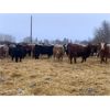 Image 4 : Chris Bartel - 950# Yearling Heifers - 65 Head (Fort Vermilion, AB)