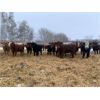 Image 5 : Chris Bartel - 950# Yearling Heifers - 65 Head (Fort Vermilion, AB)
