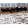 Image 6 : Chris Bartel - 950# Yearling Heifers - 65 Head (Fort Vermilion, AB)