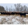 Image 7 : Chris Bartel - 950# Yearling Heifers - 65 Head (Fort Vermilion, AB)