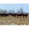 Image 9 : Chris Bartel - 950# Yearling Heifers - 65 Head (Fort Vermilion, AB)