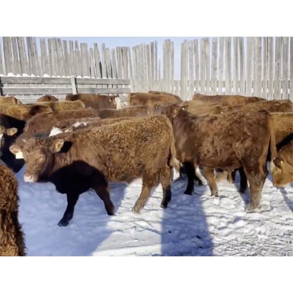 Iron Creek Farm Ltd. - 740# Weaned Steers - 66 Head (Lougheed, AB)