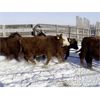 Image 4 : Iron Creek Farm Ltd. - 740# Weaned Steers - 66 Head (Lougheed, AB)