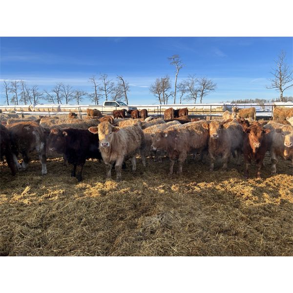 Rice Farms - 925# Weaned Steers - 60 Head (Lacombe, AB)