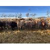 Image 1 : Rice Farms - 925# Weaned Steers - 60 Head (Lacombe, AB)