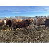 Image 4 : Rice Farms - 925# Weaned Steers - 60 Head (Lacombe, AB)