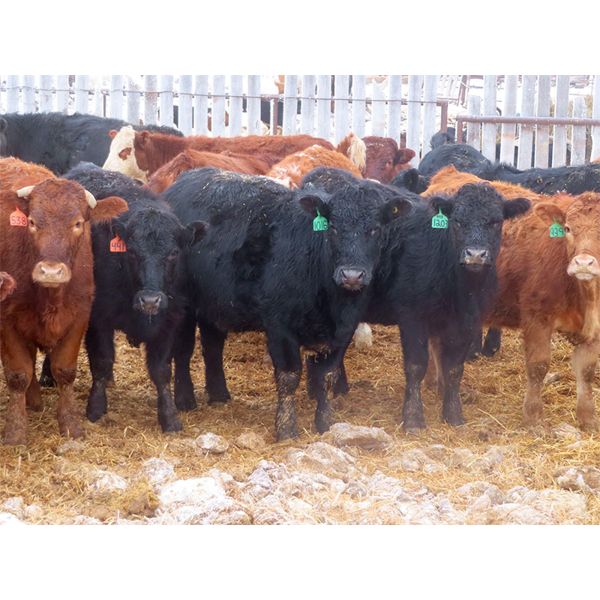 Ranahan Ranch - 765# Yearling Heifers - 46 Head (Whitewood, SK)