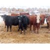 Image 2 : Ranahan Ranch - 765# Yearling Heifers - 46 Head (Whitewood, SK)